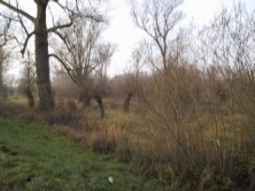 Deichniederung im M&auml;rz, noch vom Winter gezeichnet und trocken
