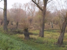 Deichniederung im M&auml;rz 2001, noch ist alles trocken